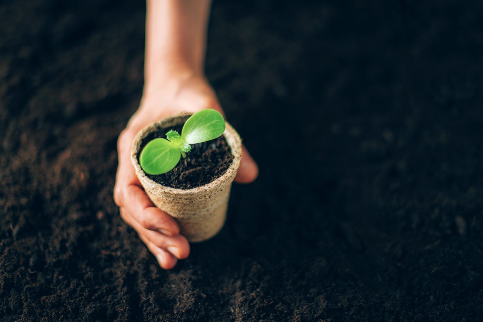 Hand holding potted seedlings growing in biodegradable pots over soil background with copy space